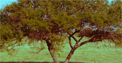 Finca Los Ceibos